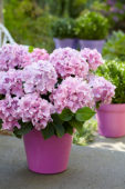 Hydrangea Spike ® Pink Hydrangea Spike ® Pink