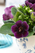 Gloxinia purple