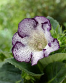Gloxinia Tigrina Blue
