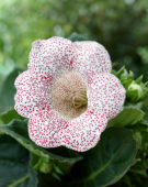 Gloxinia Tigrina Red