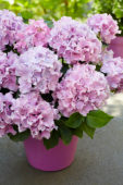 Hydrangea Spike ® Pink Hydrangea Spike ® Pink