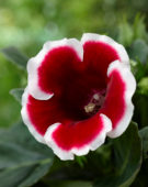 Gloxinia Kaiser Friedrich