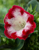 Gloxinia Tigrina Red