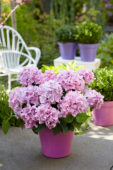Hydrangea Spike ® Pink Hydrangea Spike ® Pink