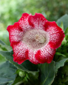Gloxinia Tigrina Red