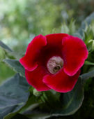 Gloxinia Korino