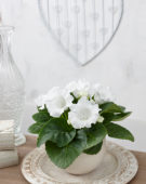 Gloxinia white