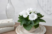 Gloxinia white