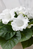 Gloxinia white