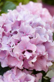 Hydrangea Spike ® Pink Hydrangea Spike ® Pink