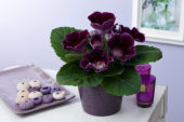 Gloxinia purple