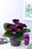Gloxinia purple