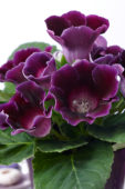 Gloxinia purple