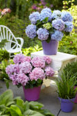 Hydrangea Spike ® Blue, Pink Hydrangea Spike ® Blue, Pink