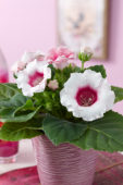 Gloxinia bicolour
