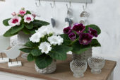 Gloxinia mixed