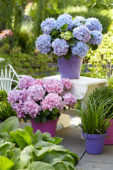 Hydrangea Spike ® Blue, Pink Hydrangea Spike ® Blue, Pink