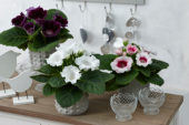 Gloxinia mixed