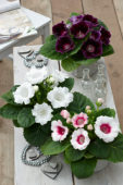 Gloxinia mixed