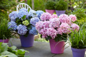 Hydrangea Spike ® Blue, Pink Hydrangea Spike ® Blue, Pink