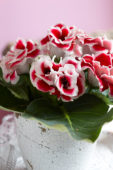 Gloxinia bicolour