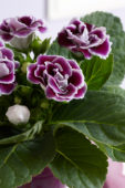 Gloxinia bicolour