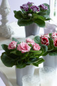 Gloxinia mixed