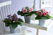 Gloxinia mixed