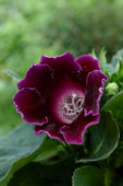 Gloxinia purple