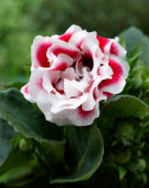 Gloxinia bicolour