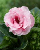 Gloxinia pink