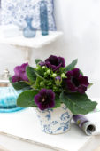 Gloxinia purple