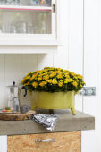 Chrysanthemum Lake Worth Dark