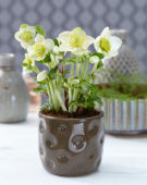 Helleborus niger Christmas Carol ® Helleborus niger Christmas Carol ®