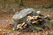 Fungus on tree stump