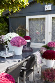 Chrysanthemum collection
