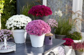 Chrysanthemum collection