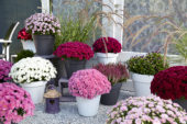Chrysanthemum collection