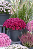 Chrysanthemum collection