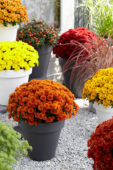 Chrysanthemum collection