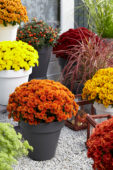 Chrysanthemum collection