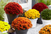 Chrysanthemum collection
