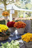 Chrysanthemum collection