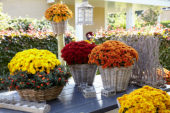 Chrysanthemum collection