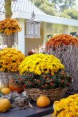 Chrysanthemum collection