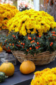 Chrysanthemum