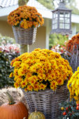 Chrysanthemum