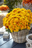 Chrysanthemum