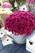 Chrysanthemum
