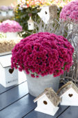 Chrysanthemum